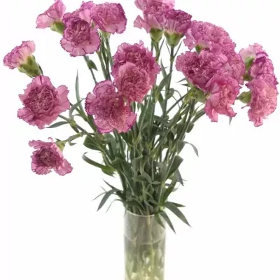 DIANTHUS ST ABDATEMP