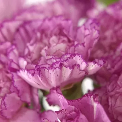 DIANTHUS ST ABDATEMP