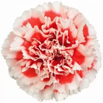 DIANTHUS ST AJAX 65cm