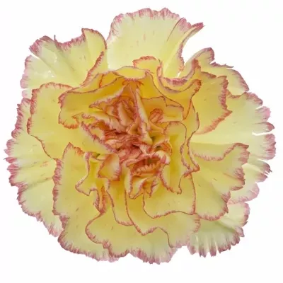 Dianthus ST ALI BABA 65cm