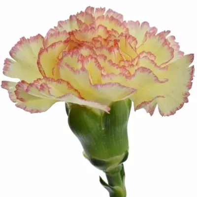 Dianthus ST ALI BABA 65cm