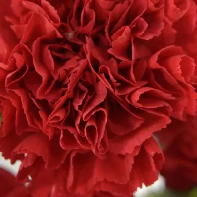 DIANTHUS ST AMERICA