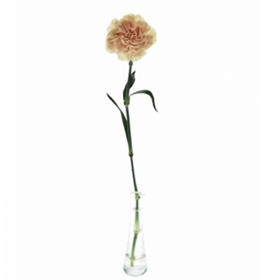 DIANTHUS ST APPLE TEA 55cm