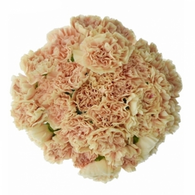 DIANTHUS ST APPLE TEA 55cm