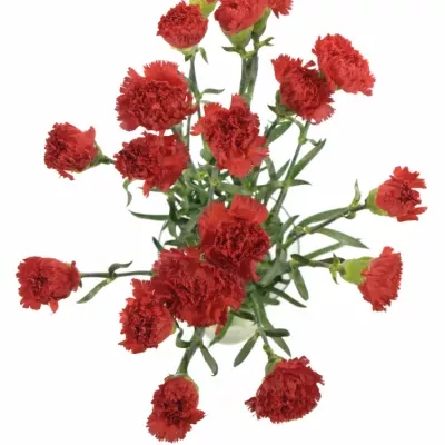 DIANTHUS ST ARONA