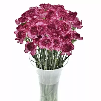 DIANTHUS ST BACARAT PURPLE 55cm