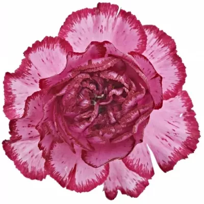 DIANTHUS ST BACARAT PURPLE 55cm