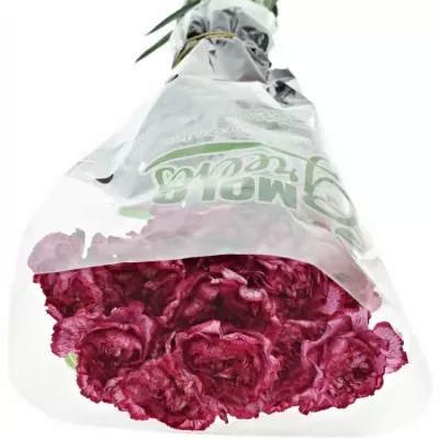 DIANTHUS ST BACARAT PURPLE 55cm