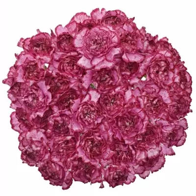 DIANTHUS ST BACARAT PURPLE 55cm