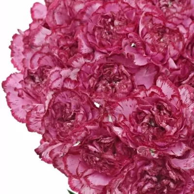 DIANTHUS ST BACARAT PURPLE 55cm