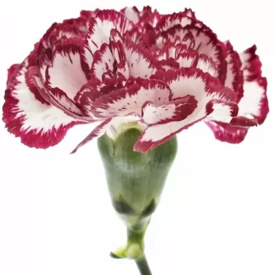 DIANTHUS ST BACCARAT 