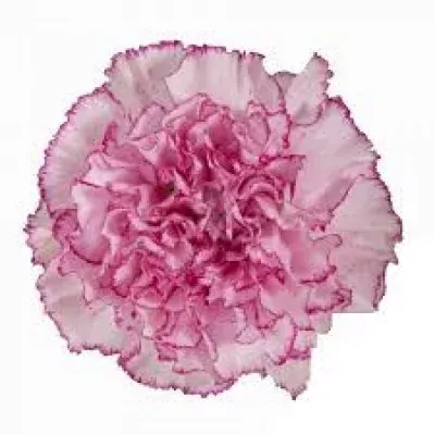 DIANTHUS ST BOHEME