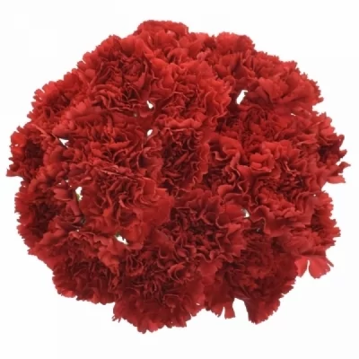 DIANTHUS ST BOUZERON