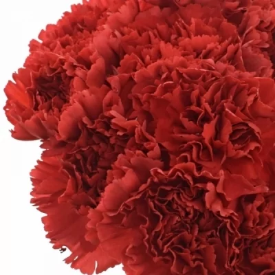 DIANTHUS ST BOUZERON