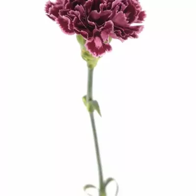 DIANTHUS ST CAROLE 