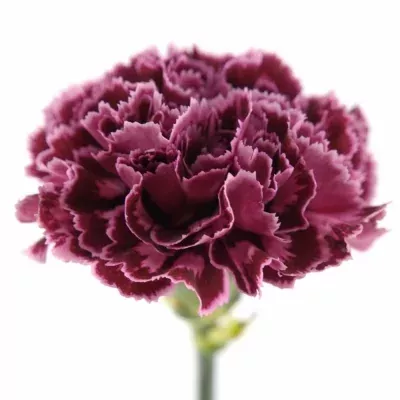 DIANTHUS ST CAROLE 