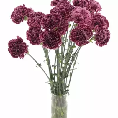 DIANTHUS ST CAROLE 