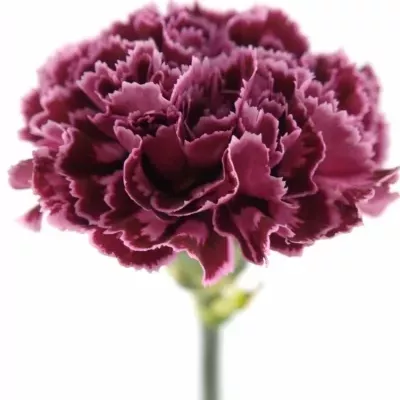 DIANTHUS ST CAROLE 