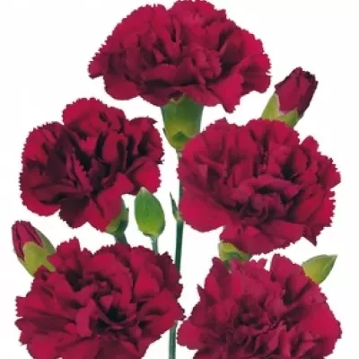 DIANTHUS TR CARRERA 60cm