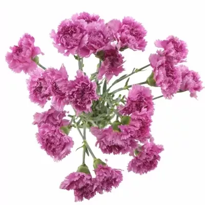 DIANTHUS ST CASSANDRA