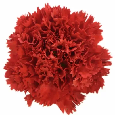 DIANTHUS ST CENTAURO 65cm