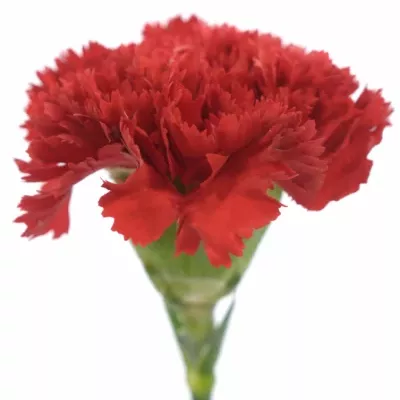 DIANTHUS ST CENTAURO 65cm