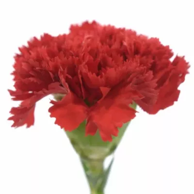 DIANTHUS ST CENTAURO 65cm