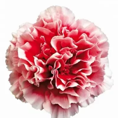 DIANTHUS ST CHEERIO 60cm