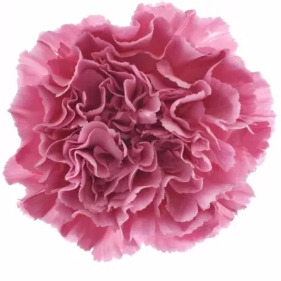 DIANTHUS ST CHINOLA 60cm