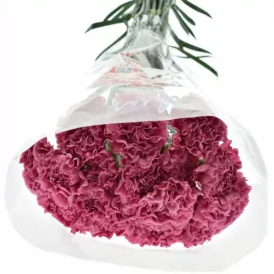 DIANTHUS ST CHINOLA 60cm