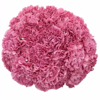 DIANTHUS ST CHINOLA 60cm