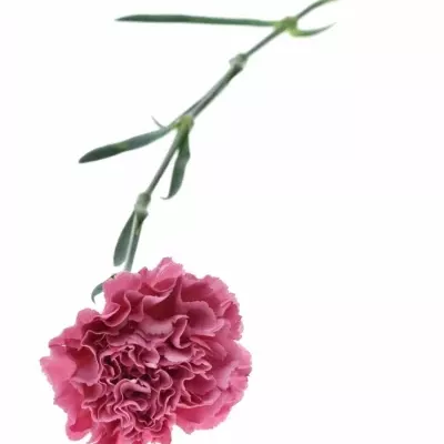 DIANTHUS ST CHINOLA 60cm