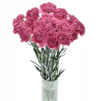 DIANTHUS ST CHINOLA 60cm