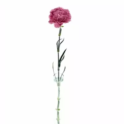 DIANTHUS ST CHINOLA 60cm