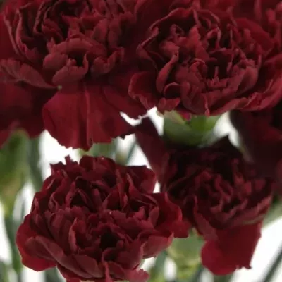 DIANTHUS ST CRIMSON TEMPO 