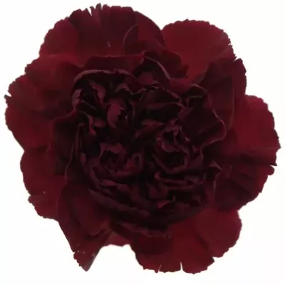 DIANTHUS ST CRIMSON TEMPO 