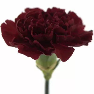 DIANTHUS ST CRIMSON TEMPO 