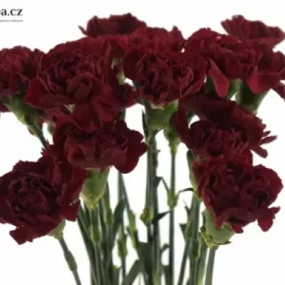 DIANTHUS ST CRIMSON TEMPO 