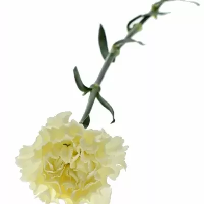 DIANTHUS ST DILETTA CREMA