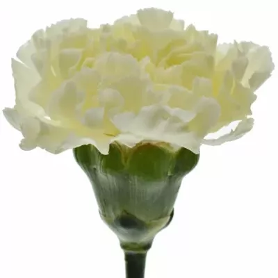 DIANTHUS ST DILETTA CREMA