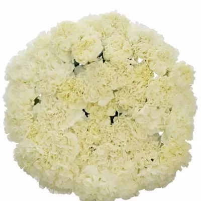 DIANTHUS ST DOVER 60cm