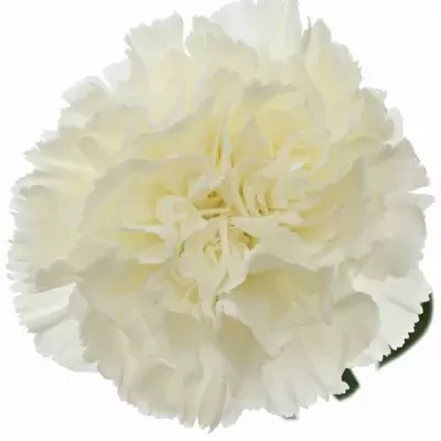 DIANTHUS ST DOVER 60cm