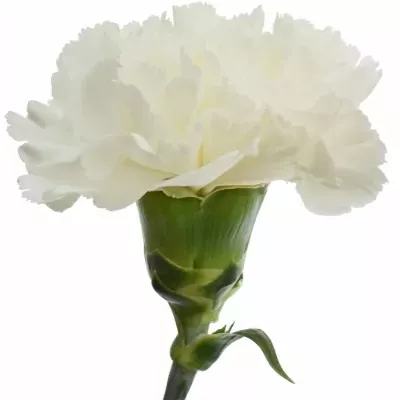 DIANTHUS ST DOVER 60cm