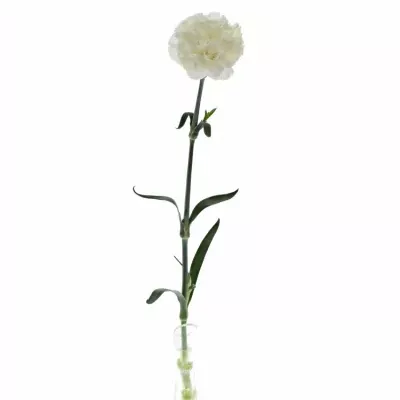 DIANTHUS ST DOVER 60cm