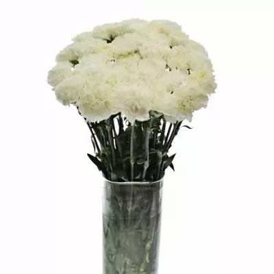 DIANTHUS ST DOVER 60cm