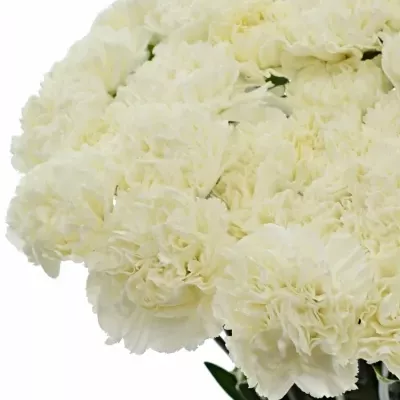 DIANTHUS ST DOVER 60cm