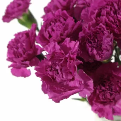 Dianthus ST FARIDA PURPLE 60cm