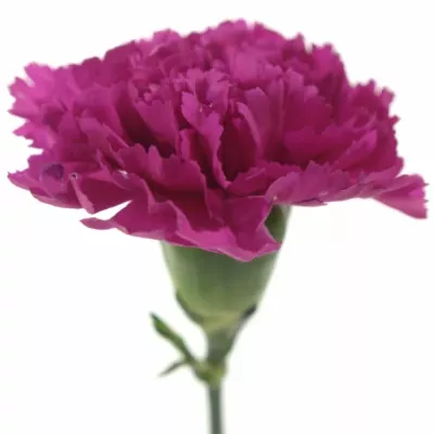 Dianthus ST FARIDA PURPLE 60cm