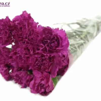 Dianthus ST FARIDA PURPLE 60cm