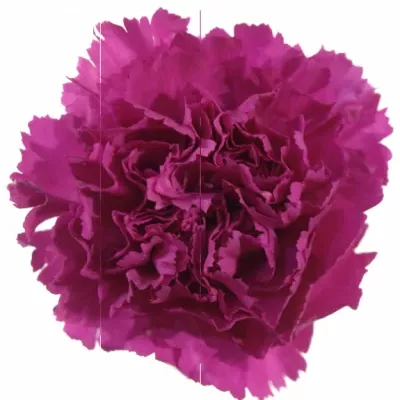 Dianthus ST FARIDA PURPLE 60cm